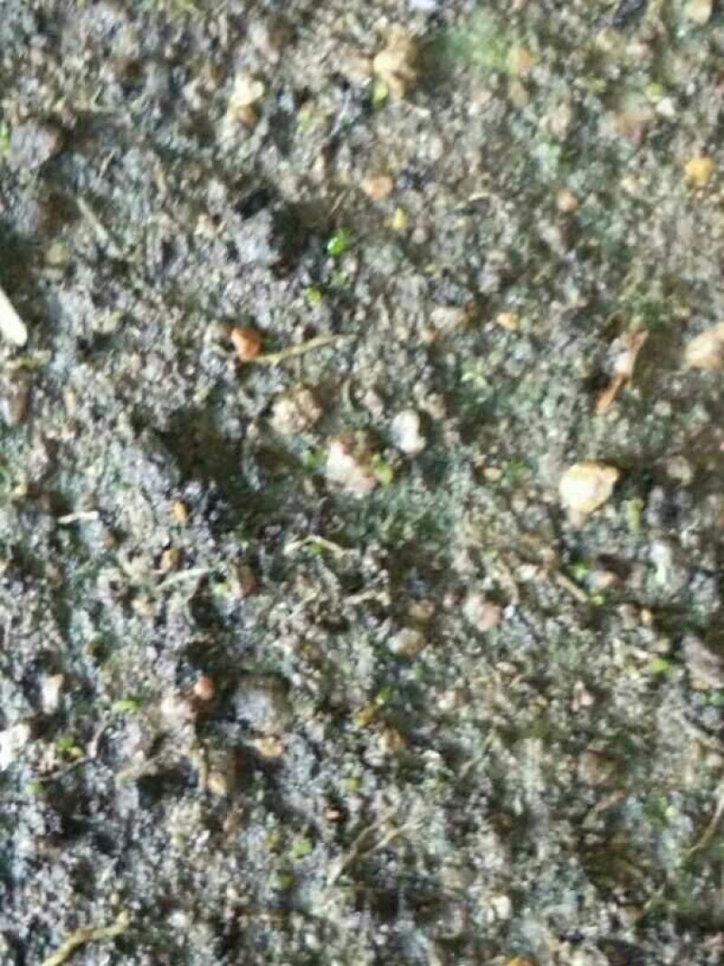 白芨三叉白芨果夹，白芨用来育苗的果夹