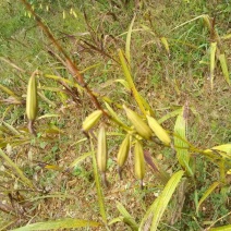 白芨三叉白芨果夹，白芨用来育苗的果夹