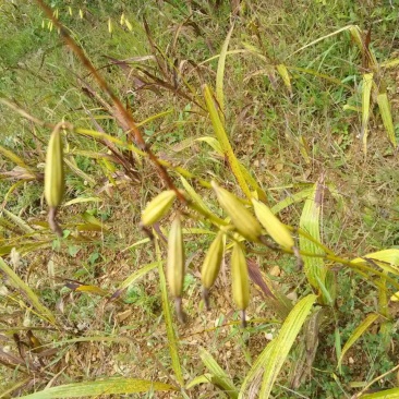 白芨三叉白芨果夹，白芨用来育苗的果夹
