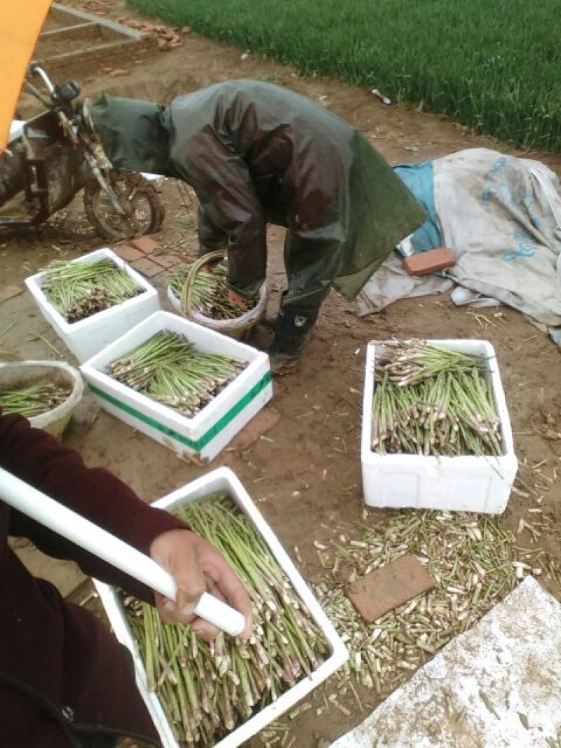 绿芦笋10毫米以上