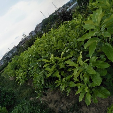 三红蜜柚苗1~1.5m0.2~0.5cm