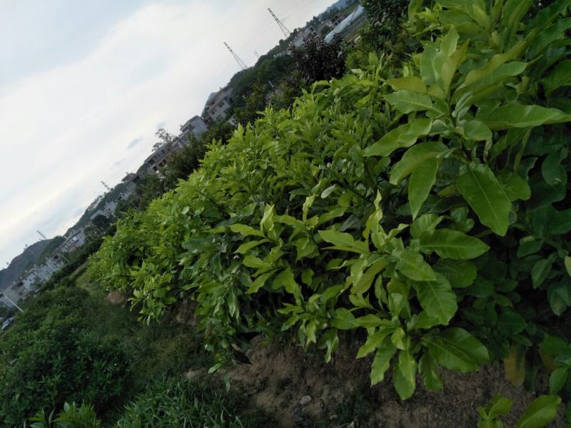 三红蜜柚苗1~1.5m0.2~0.5cm