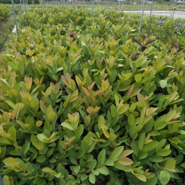 番石榴苗50~80cm
