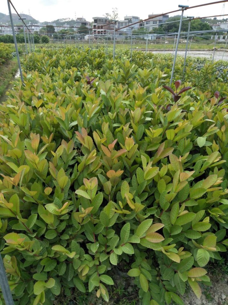 番石榴苗50~80cm