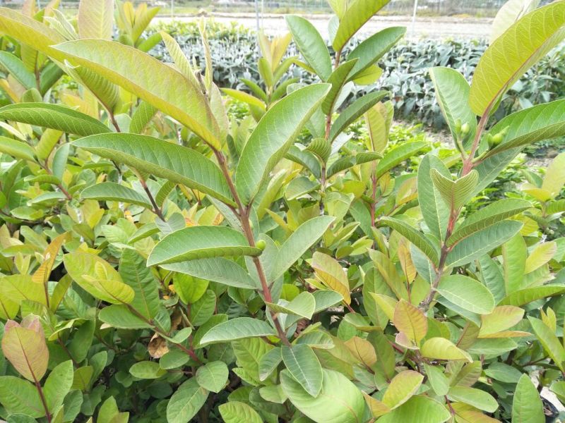 番石榴苗50~80cm