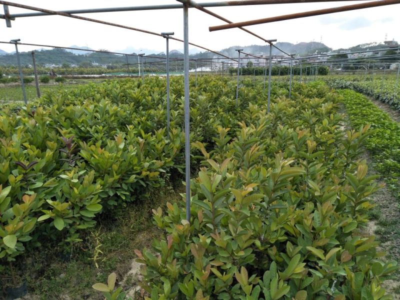 番石榴苗50~80cm