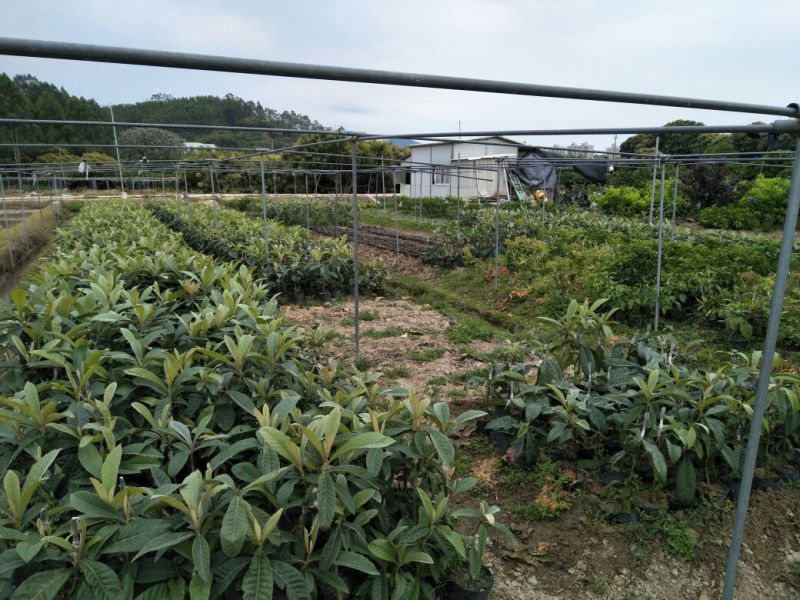 番石榴苗50~80cm