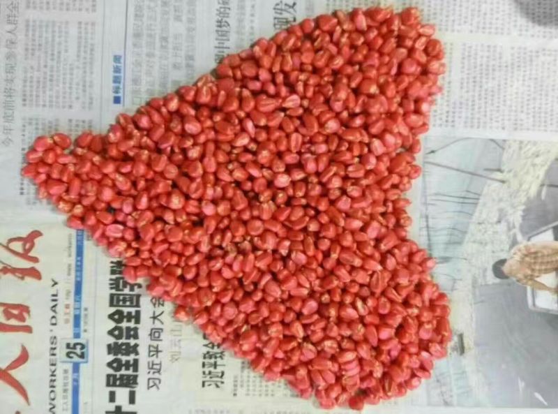 北农种衣剂福·克拌种剂福·克20%100g*80瓶