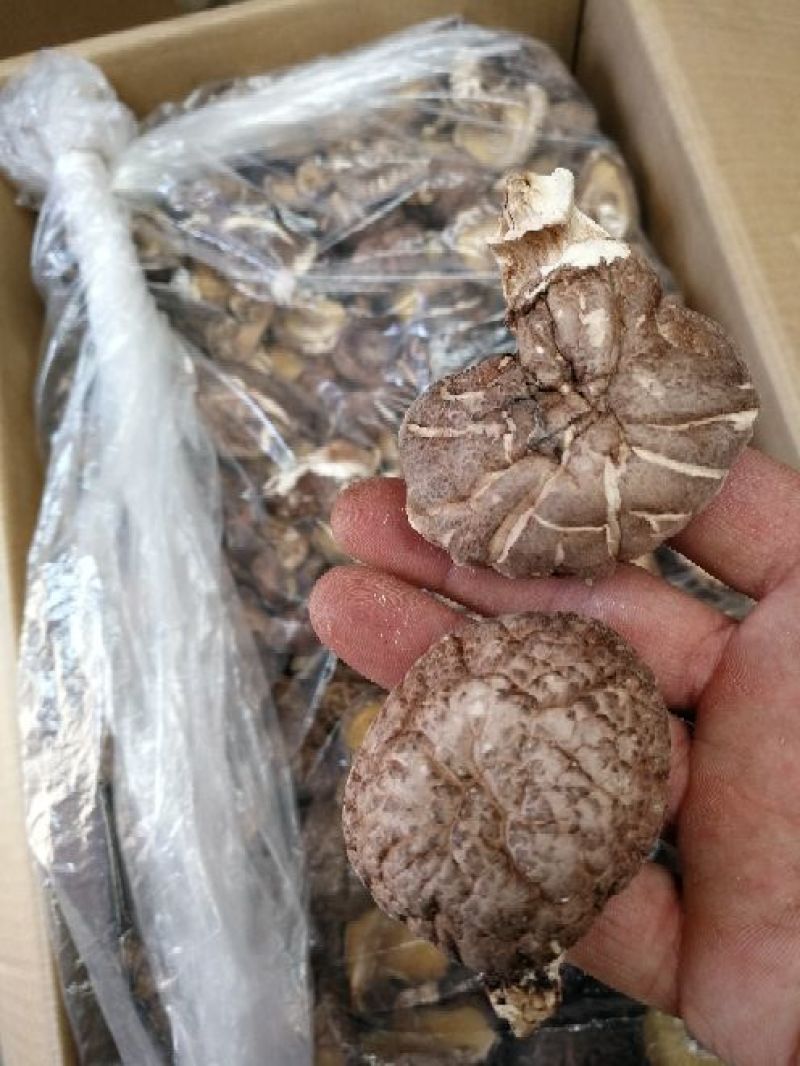 产地供应椴木干香菇3-5cm一箱起批发包邮