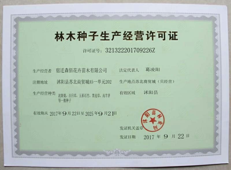 羽扇豆种子
