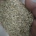 高羊茅草种98%以上