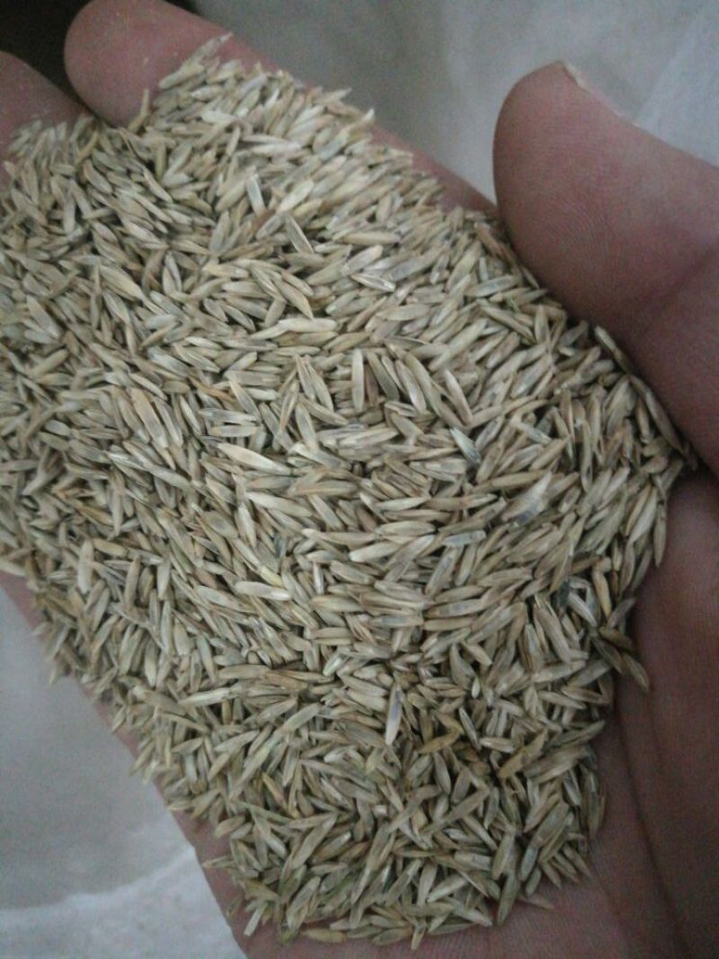 高羊茅草种98%以上