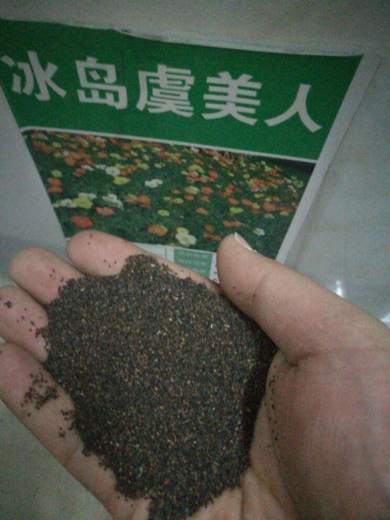 虞美人种子98%以上