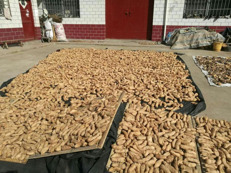 天麻二级
