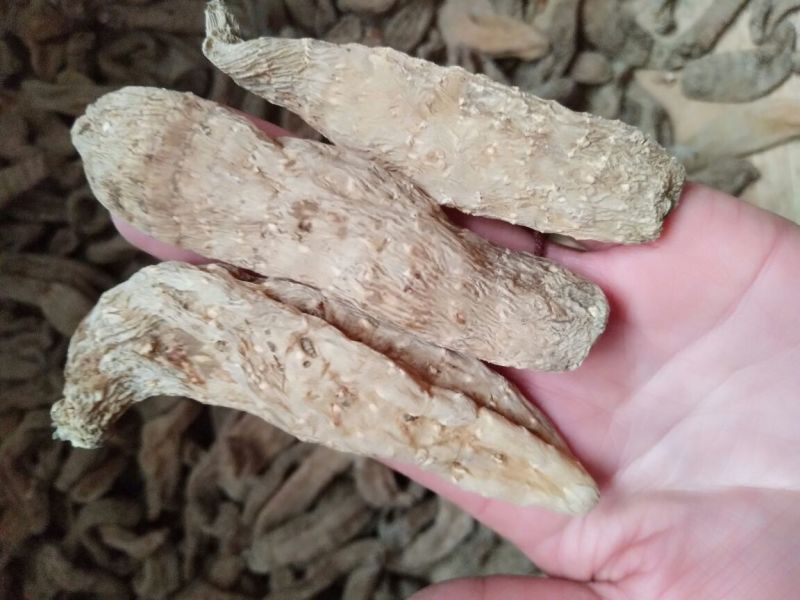 天麻二级