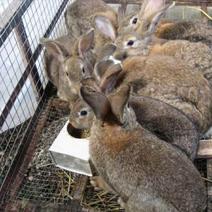 杂交野兔商品兔3~5斤