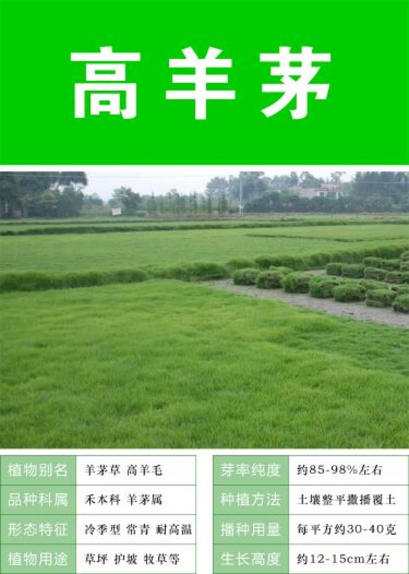 草坪种子98%以上