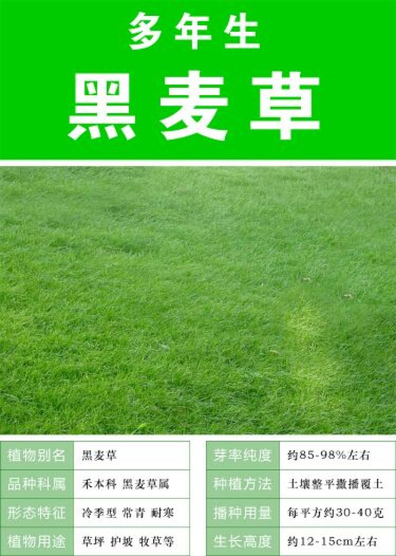 草坪种子98%以上