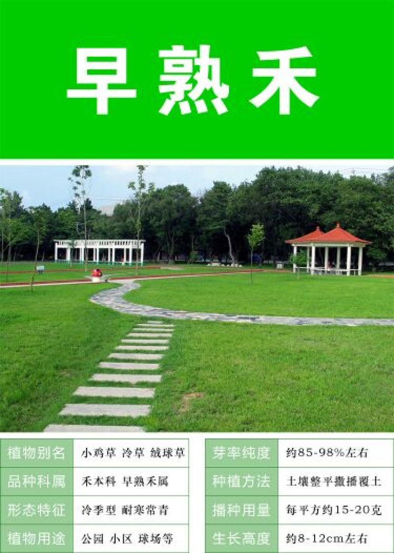 草坪种子98%以上