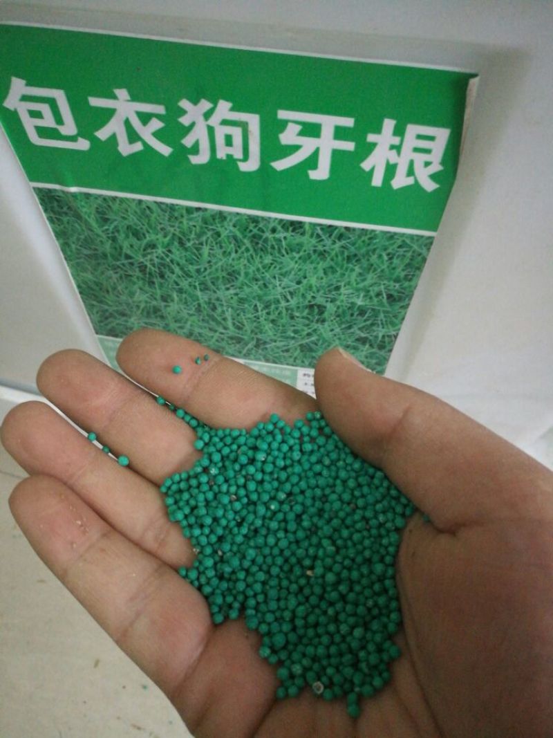 草坪种子98%以上