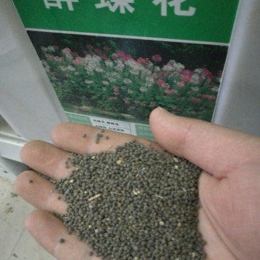 醉蝶花种子