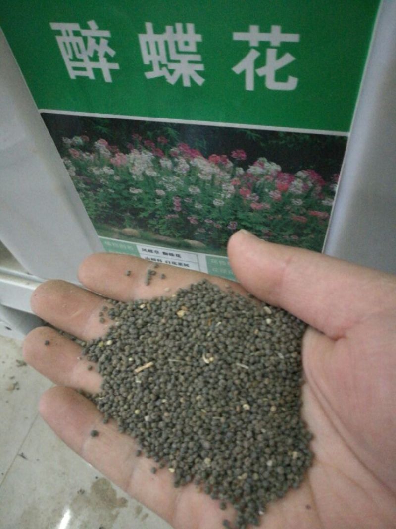 醉蝶花种子