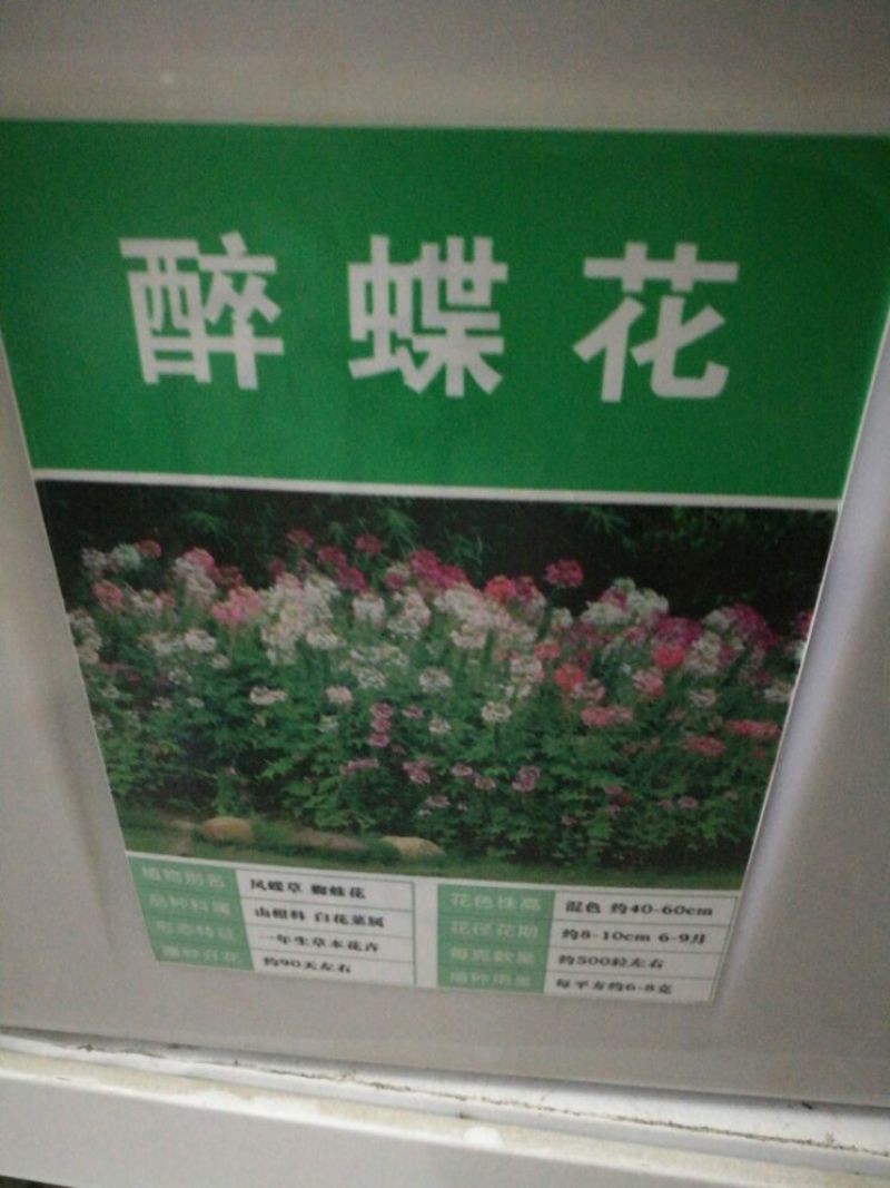 醉蝶花种子