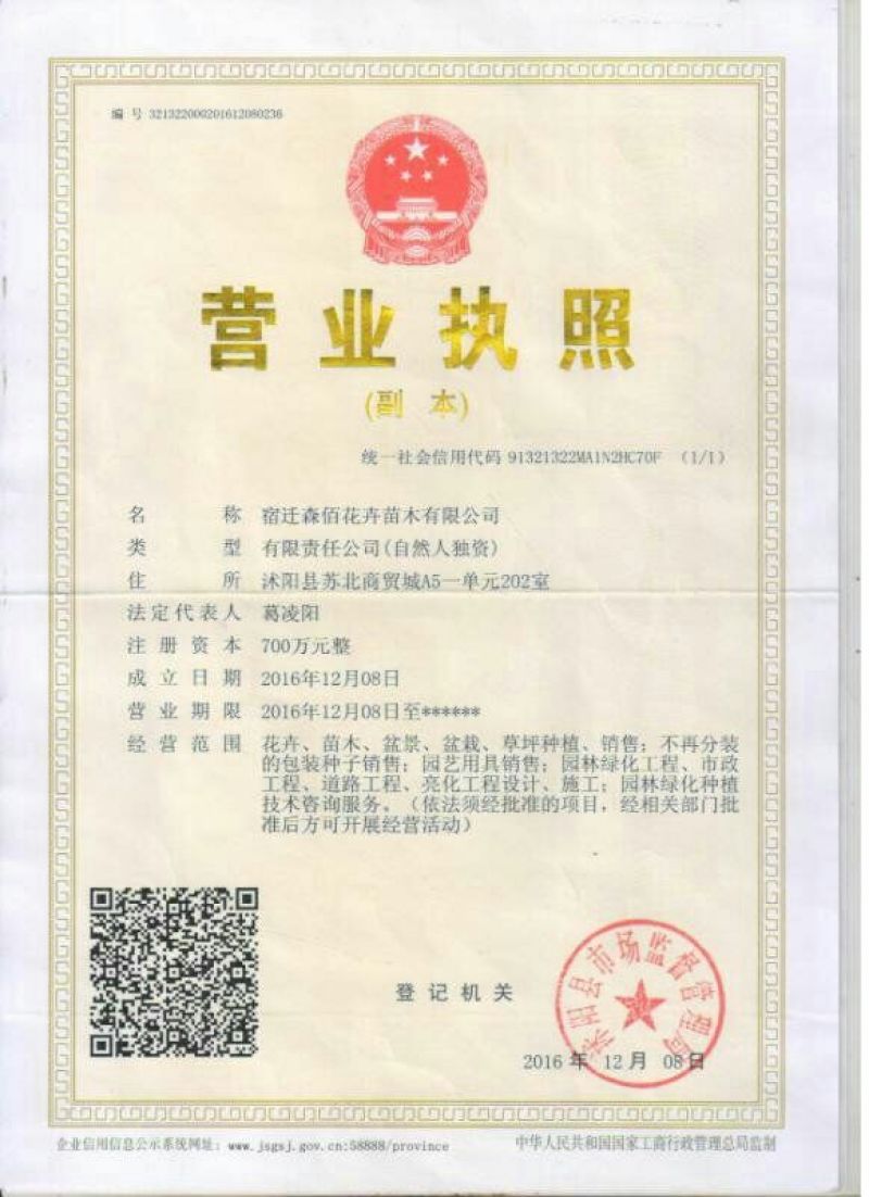 醉蝶花种子