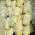 荷兰十五土豆1两以上通货