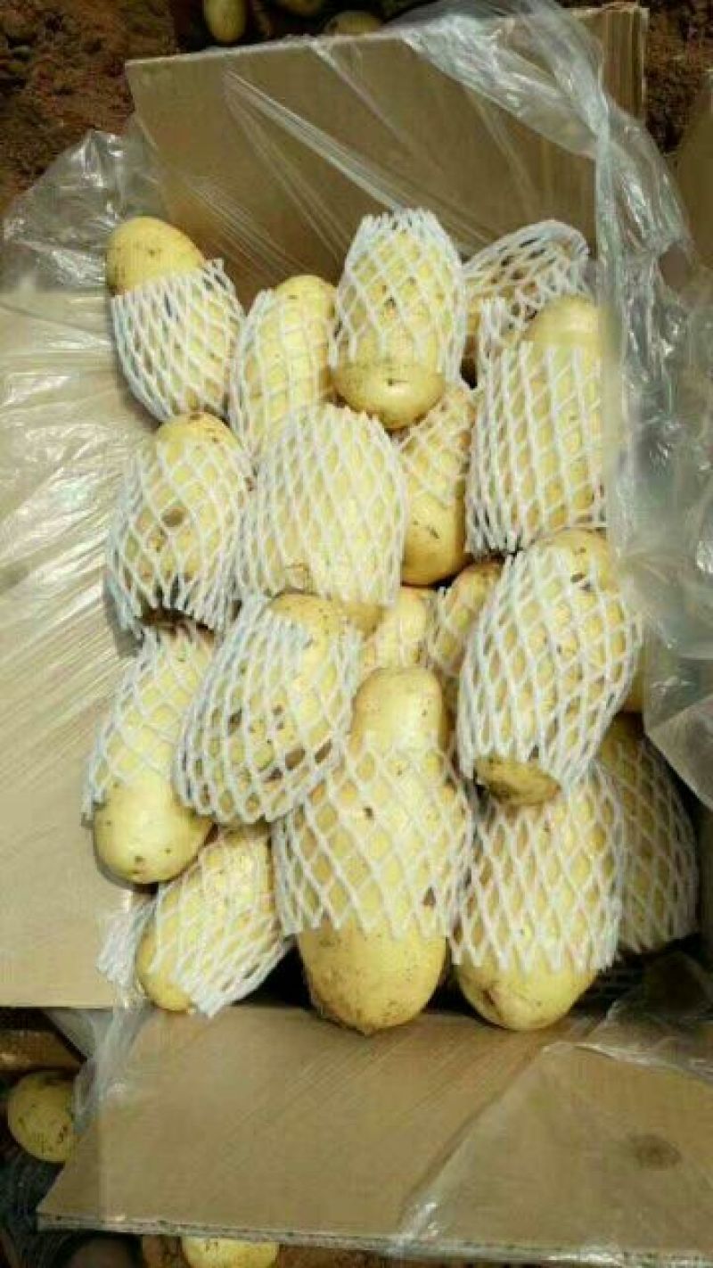 荷兰十五土豆1两以上通货
