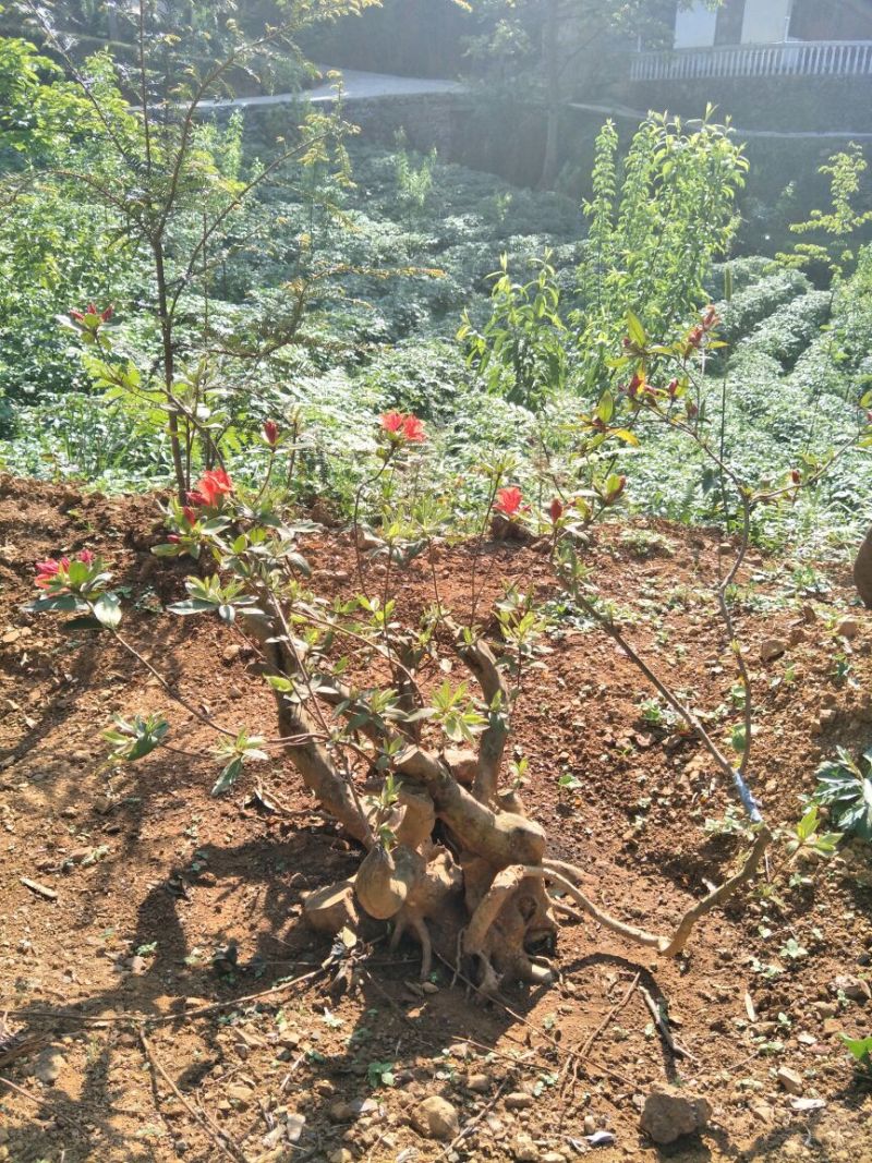 映山红树桩20~25cm
