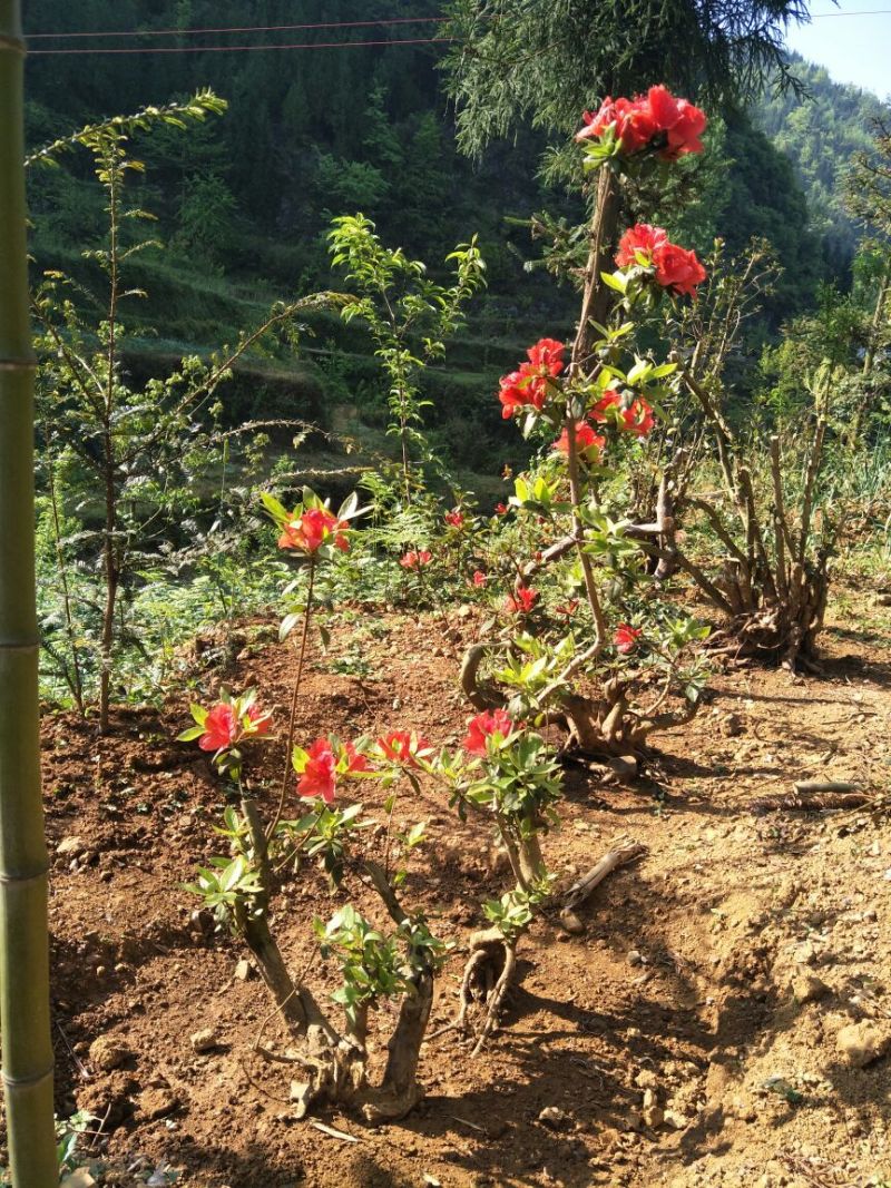 映山红树桩20~25cm