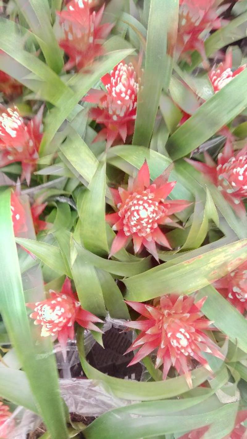 平头红凤梨30~50cm，花期很长，具有很高的观赏价值