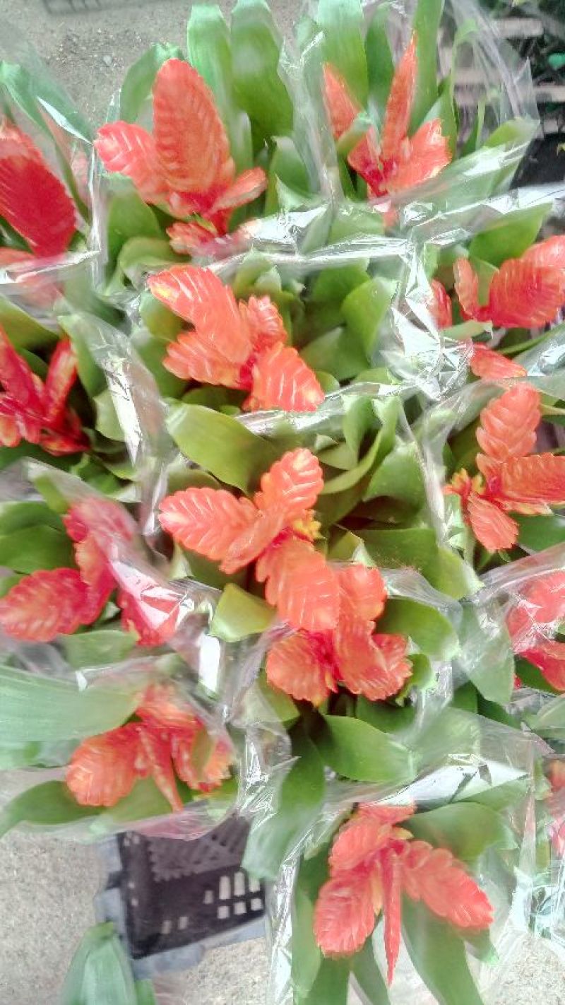 平头红凤梨30~50cm，花期很长，具有很高的观赏价值