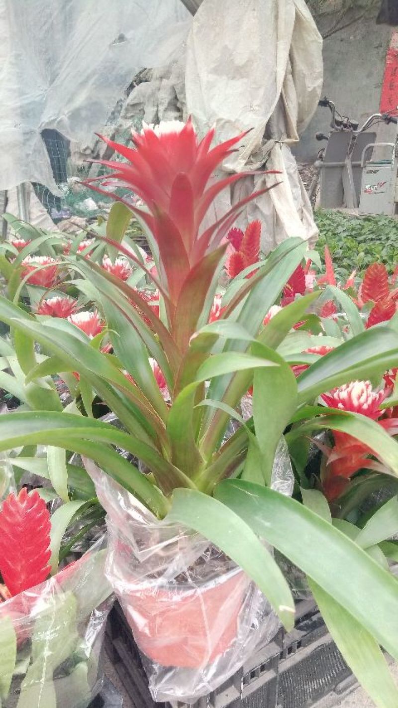 平头红凤梨30~50cm，花期很长，具有很高的观赏价值