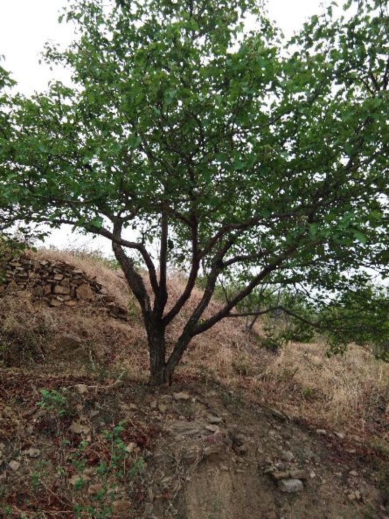 山楂树20cm以上2.5~3米