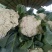 松花菜散花2~3斤乳白