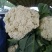 松花菜散花2~3斤乳白