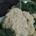 松花菜散花2~3斤乳白