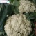 松花菜散花2~3斤乳白