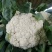 松花菜散花2~3斤乳白