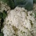 松花菜散花2~3斤乳白