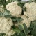 松花菜散花2~3斤乳白