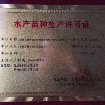 龙虾苗人工养殖洪泽湖盱眙小龙虾