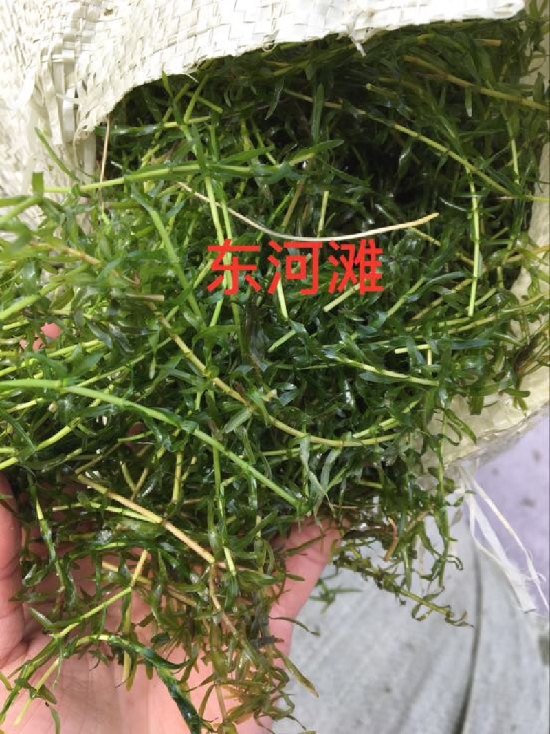 龙虾苗人工养殖洪泽湖盱眙小龙虾