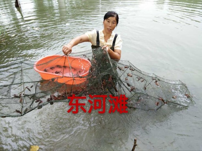 龙虾苗人工养殖洪泽湖盱眙小龙虾