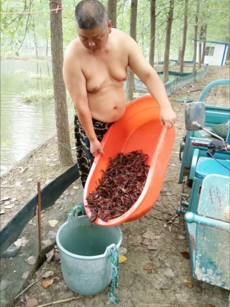 龙虾苗人工养殖洪泽湖盱眙小龙虾