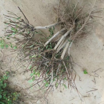 金银花苗10~20cm