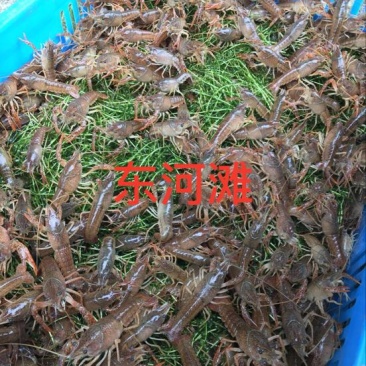 虾苗人工养殖种苗
