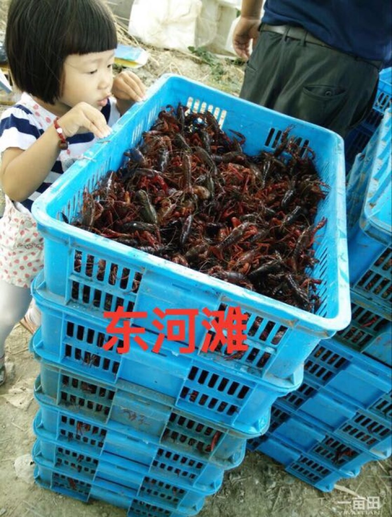 虾苗人工养殖种苗